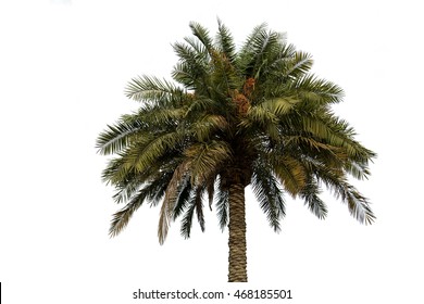 Date Palm Tree