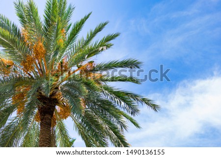 Date Palm Tree Background. Selective focus.