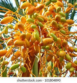 Date Palm Tree With Dates