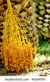 Date Palm Tree With Dates, Greece