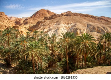 Date palm tree with date fruits against blue sky with white clouds in oasis and mountain of desert background