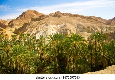 Date palm tree with date fruits against blue sky with white clouds in oasis inside desert