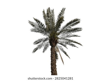 Date Palm Tree with Green Fronds Isolated on Clean White Background for Tropical Designs