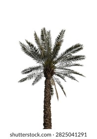 Date Palm Tree with Green Fronds and Textured Trunk Isolated on White Background