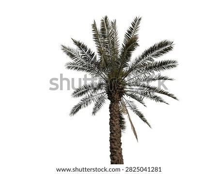 Date Palm Tree with Green Fronds Isolated on Clean White Background for Tropical Designs