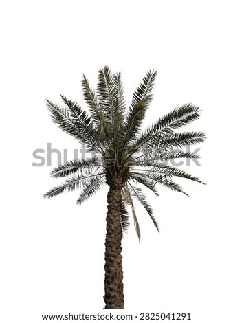 Date Palm Tree with Green Fronds and Textured Trunk Isolated on White Background