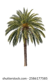 The Date palm tree isolate on white background, high resolution image 45MP