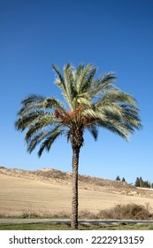 
A Date Palm Tree (Phoenix Dactylifera) On The Road Median