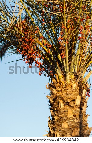 Date palm tree with red dates 

