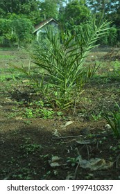 Date Palm Tree Seeds Are Still Small