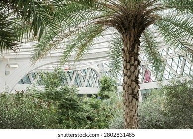 A date palm tree trunk framed by the sweeping white arched structure of a modern botanical greenhouse interior