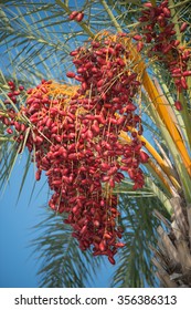 Date Palm Tree With Unripe Dates