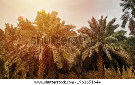 Date palm trees growing in a row and branches of date palms under blue sky.Plantation of date palms. Tropical agriculture industry in the Middle East