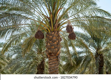 37,060 Palm cultivation Images, Stock Photos & Vectors | Shutterstock