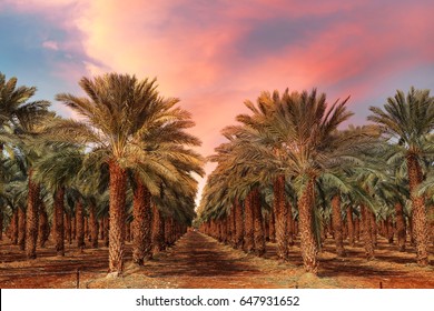 Date Palm High Res Stock Images Shutterstock