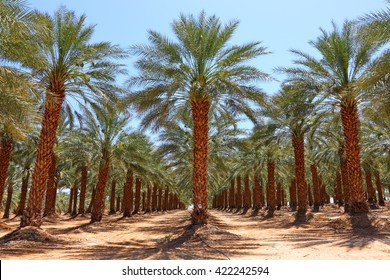 Date palm trees plantation.Start of the growing season dates.Agricultural theme, Israel