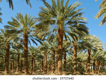 Date palms in an african oasis