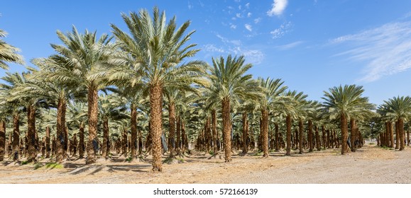 Date palms have an important place in advanced desert agriculture in the Middle East