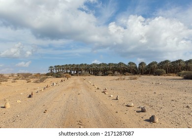 Date Palms In The Negev Desert Israel