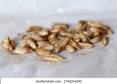 Date Seed From Fresh Dates