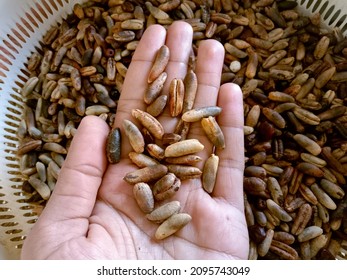 Date seeds are the by-product of date stoning. The date seed is a hard coated seed, usually oblong, ventrally grooved, with a small embryo. Date seeds are traditionally used for animal feed. Close up