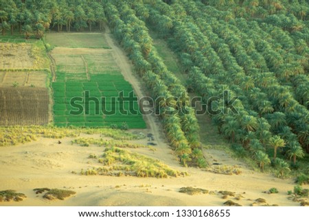 Date trees and irrigated areas and beds for vegetables on the Nile in Sudan