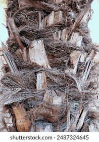 Datepalm trunk date palmstem bole closeup view image stock palm tree rough wooden bark texture natural patterns photo