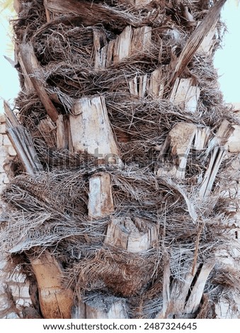 Datepalm trunk date palmstem bole closeup view image stock palm tree rough wooden bark texture natural patterns photo