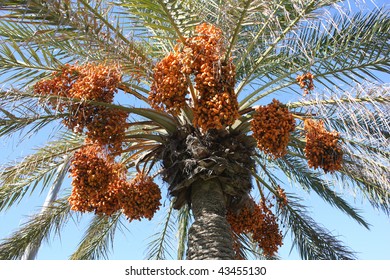 Dates Clusters Hanging Down Palm Tree Stock Photo 43455130 | Shutterstock