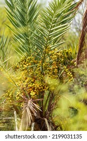 Dates  Growing In Big Bend National Park, TX