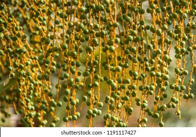 Dates From Medinah, Saudi Arabia