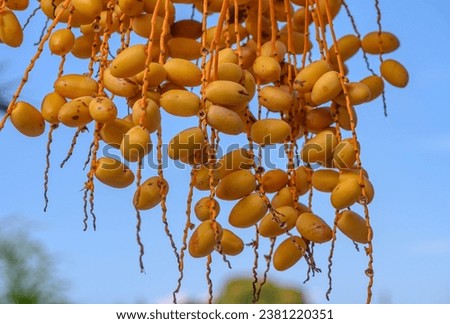 dates on a date palm branch 7