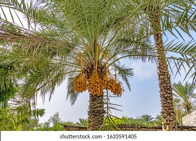 Dates on a date palm at Zighy Bay in Musandam, Oman.