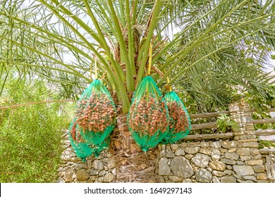 Dates on a date palm at Zighy Bay in Musandam, Oman.