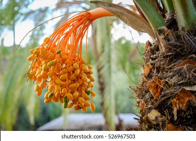 Dates On A Palm Tree