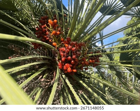 dates on the tree, close up date palm palm fronds and orange date fruits in the sun