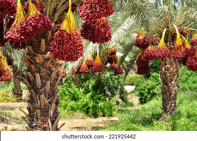 Dates palm branches with ripe dates. Northern israel. 