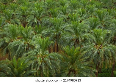 Dates palm farm in Saudi Arabia - Shutterstock ID 2174980913