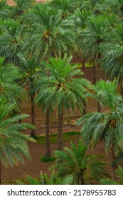 Dates palm farm in Saudi Arabia