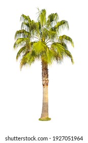 Dates palm tree cut out isolated on white background