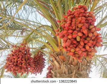 Dates are seasonal fruits especially in ramadhan month.Usually grows in the desert & require little water.Many types of date such as Medjoul,Ajwa.High in sugar content & consumed during breakfasting.