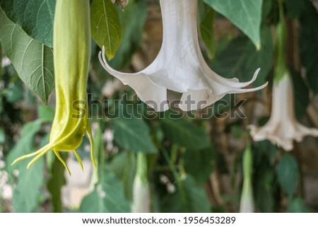 Similar – Image, Stock Photo angel Environment Plant