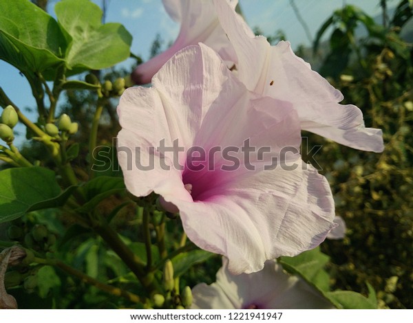 Datura Closeup Wallpaper Stock Photo Edit Now