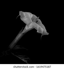 Datura flower and bee; in black and white: Slective focus and close-up view of white Datura in monochrome against black background, centered, with leaves, 