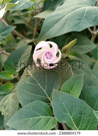 Datura flower, bud, flower, macro, flower in green leaves, pink flower, white 