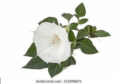 Datura flower, dope, stramonium, thorn-apple, jimsonweed, isolated on white background