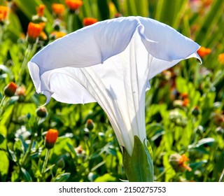 Datura flower (Latin Datura) of white color in the summer garden 