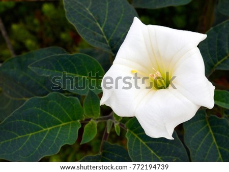 Datura flower (Moonflower,Datura wrightii,Devil's Trumpet,Angel Trumpet,Thorn-apple) in the garden.Selective focus.
