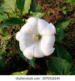 datura flower, Datura stramonium, Datura innoxia
