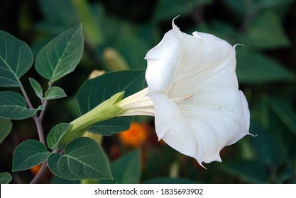 Datura flowers ordinary close-up very delicate and beautiful